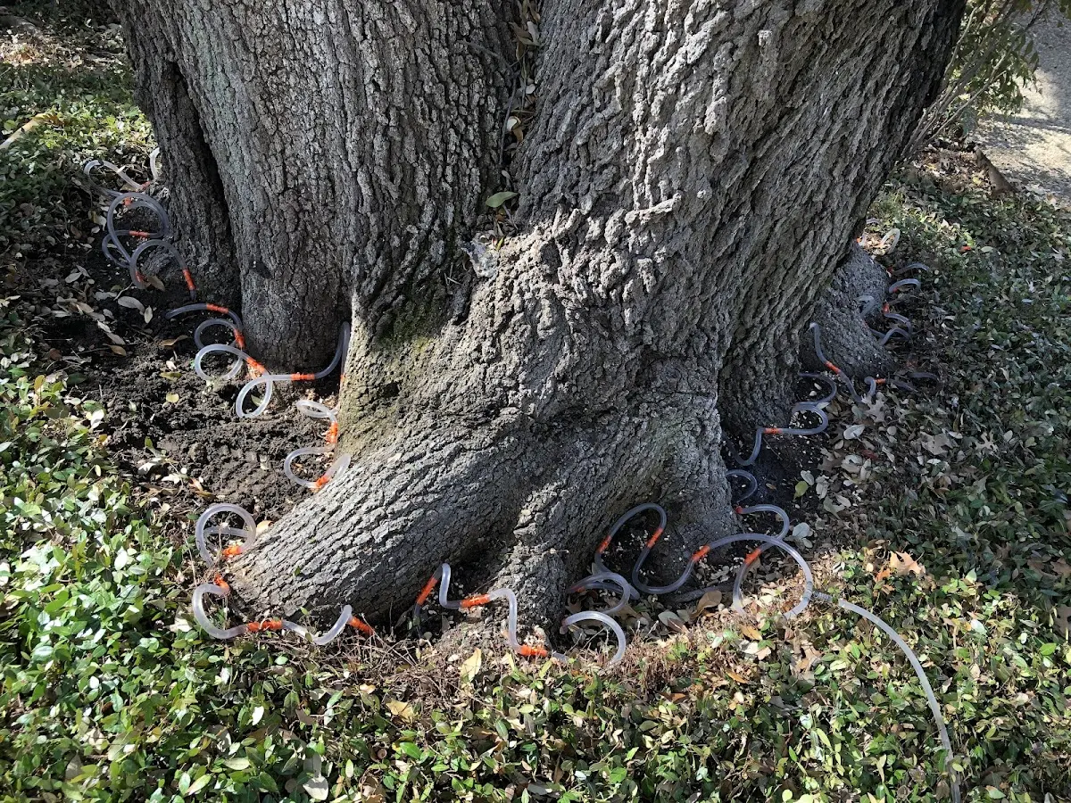 Detailed Tree Cabling and Bracing job site in Woodstock Valley