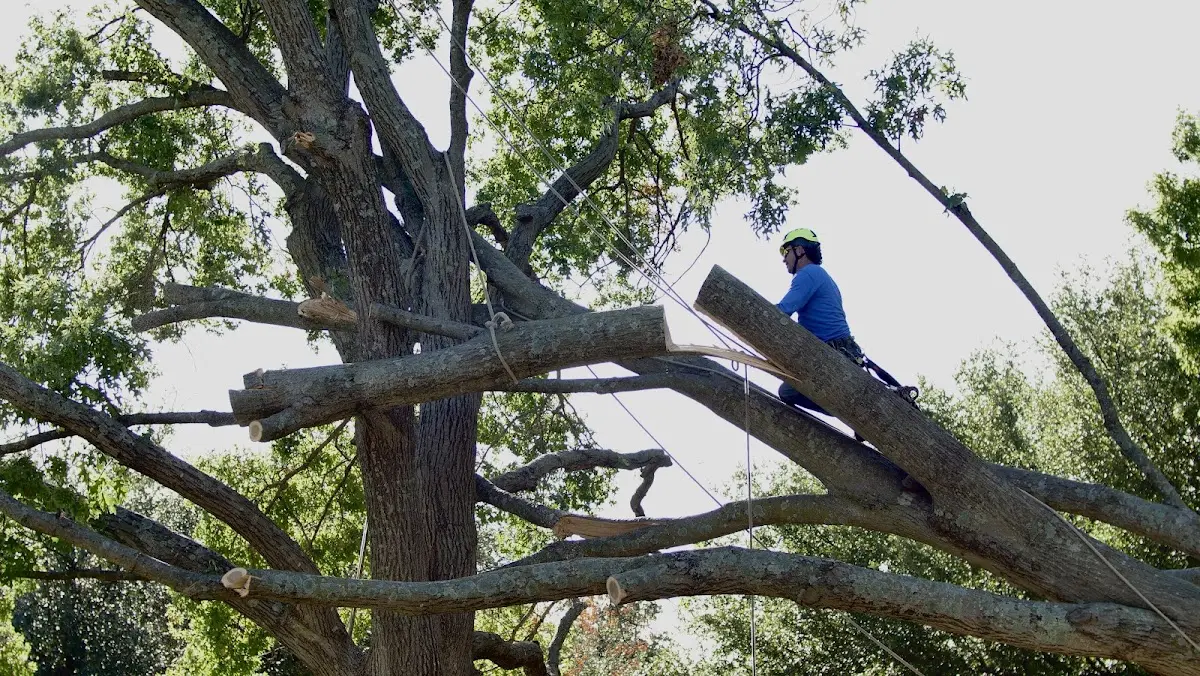Professional Crown Thinning performed by certified arborists in Woodstock Valley